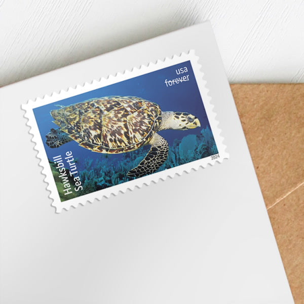 2024 Protect Sea Turtles