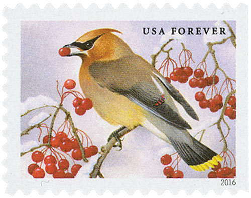 2016 Songbirds in Snow