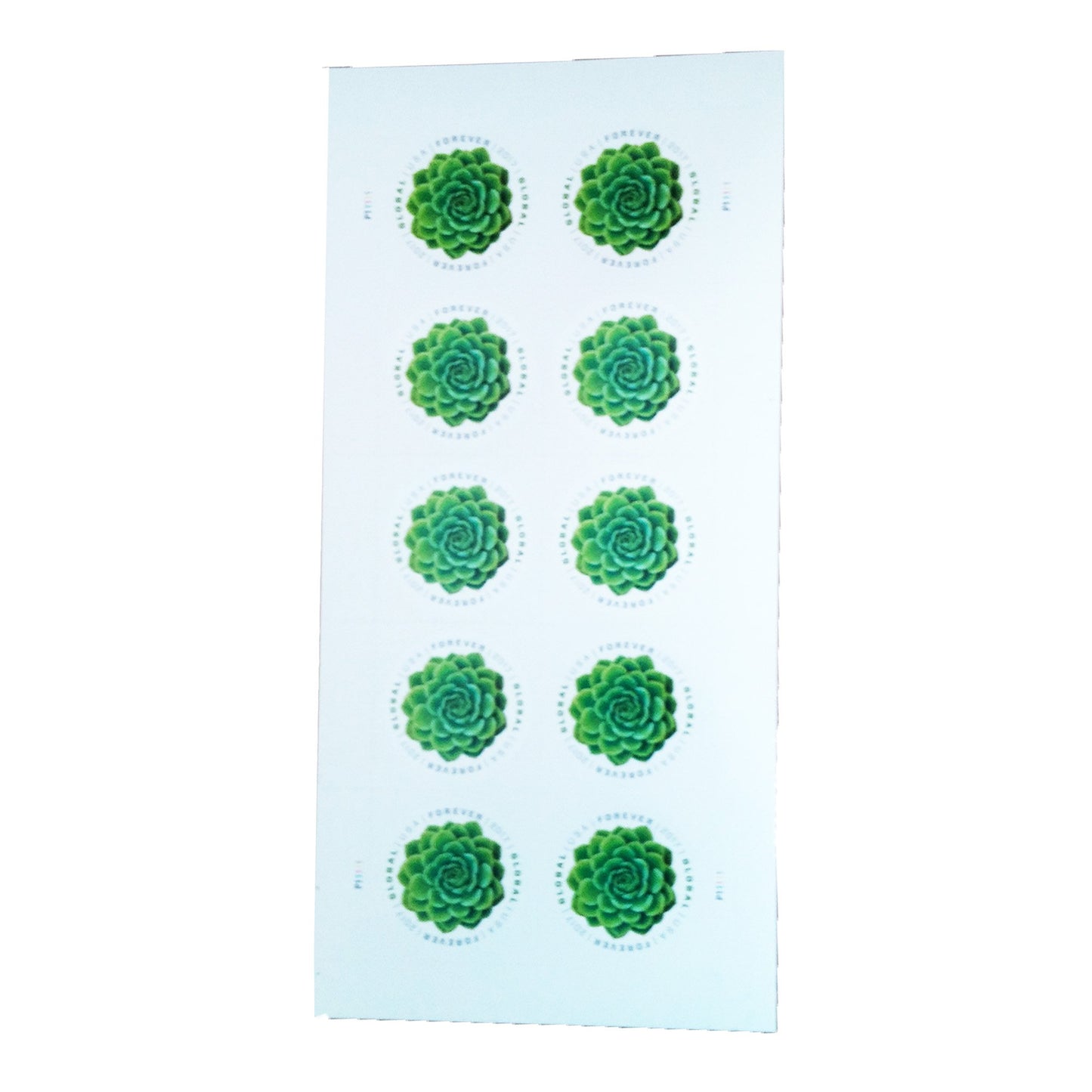 Global Green Succulent (2017)
