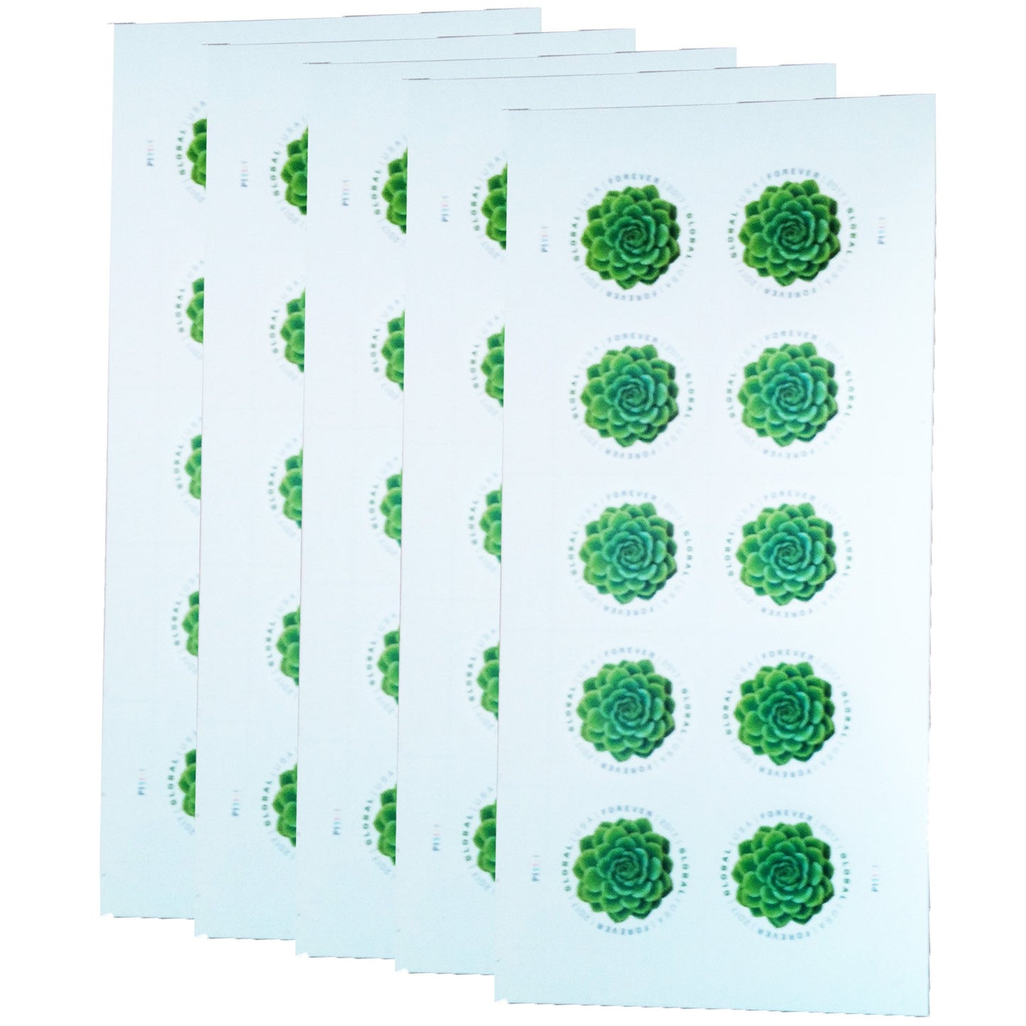 Global Green Succulent (2017)