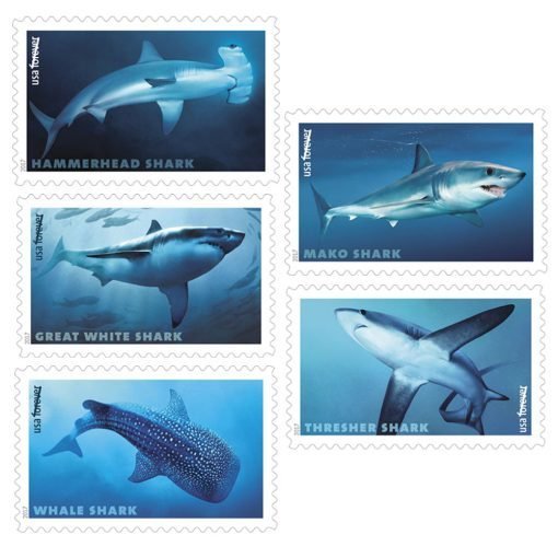 FIRST CALSS SHARKS (2017)