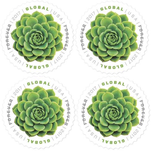 Global Green Succulent (2017)