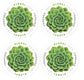 Global Green Succulent (2017)